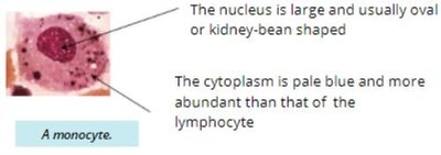 Monocyte in blood smear