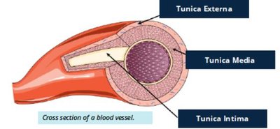 Cross section of a blood vessel showing tunics