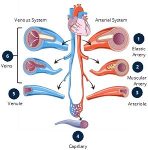 Overview of blood vessel types in the cardiovascular system