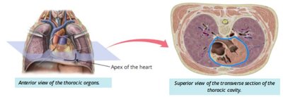 Anterior and transverse views of the heart location