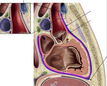 Sagittal section showing heart coverings