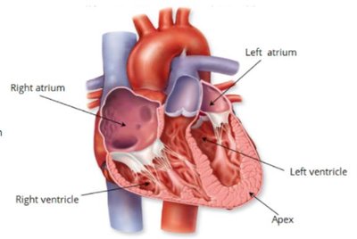 Heart chambers illustration