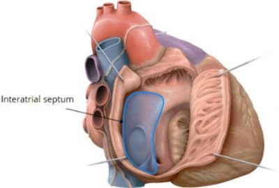 Interatrial septum
