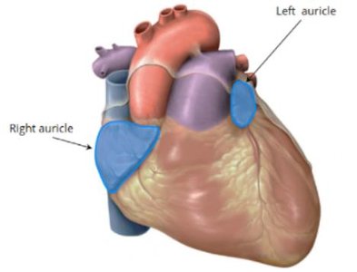 Auricles of the heart