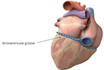 Interventricular sulcus