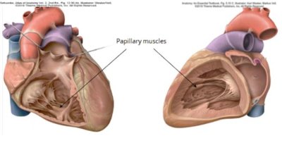 Tricuspid valve, chordae tendinae, papillary muscles