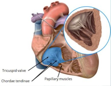 Bicuspid valve, chordae tendinae, papillary muscles