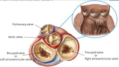Echocardiogram of four chamber view