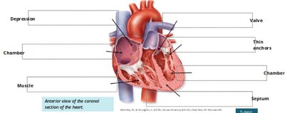 Pulmonary veins, superior/inferior vena cava, coronary sinus