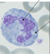 Neutrophil in blood smear