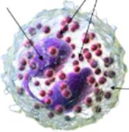 Eosinophil illustration
