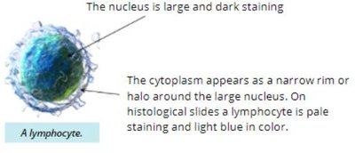 Lymphocyte illustration