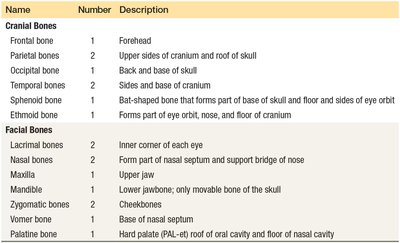 Intervertebral disk between vertebrae