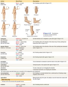 Various muscle actions including flexion, extension, rotation, supination, pronation, dorsiflexion, and plantar flexion