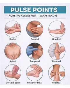 Pulse points for nursing assessment