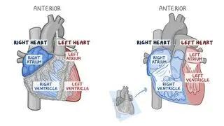 Heart chambers and blood flow