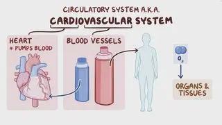 Cardiovascular system overview