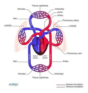 Systemic and pulmonary circulation diagram