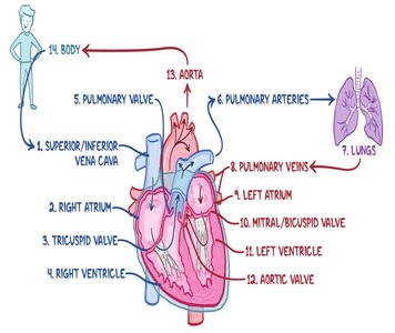 Detailed heart anatomy and blood flow