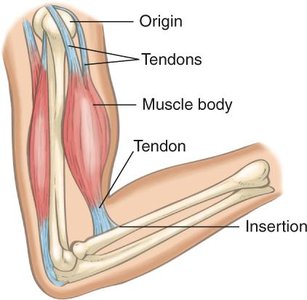Diagram of muscle origin, insertion, and tendons