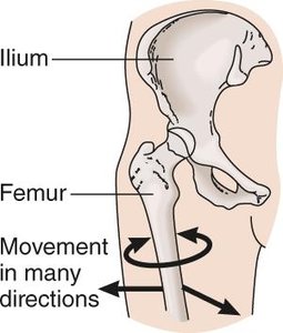 Ball-and-socket joint of the hip