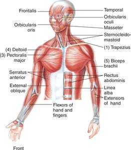 Anterior view of upper body muscles