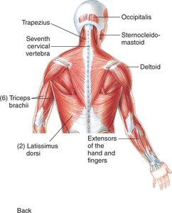 Posterior view of upper body muscles