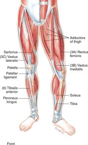 Anterior view of lower body muscles