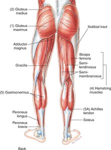 Posterior view of lower body muscles