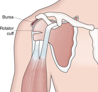 Rotator cuff anatomy and bursa