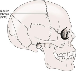 Sutures of the skull (fibrous joints)