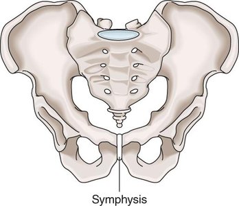 Symphysis joint of the pelvis