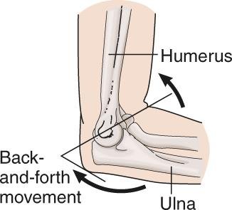 Hinge joint of the elbow