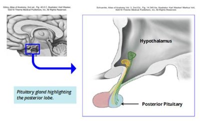 Posterior lobe of pituitary gland