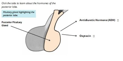 Pituitary gland highlighting the posterior lobe