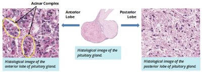 Hormones of the posterior pituitary gland