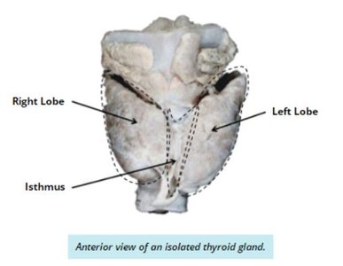 Anterior view of the thyroid gland