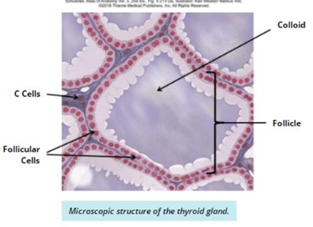 Anterior view of isolated thyroid gland showing lobes and isthmus