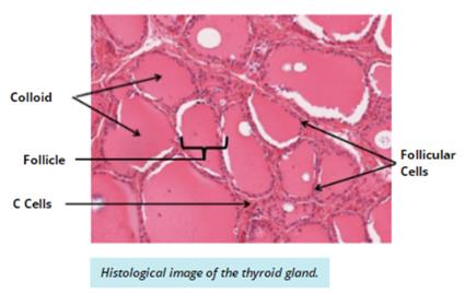 Microscopic structure of the thyroid gland