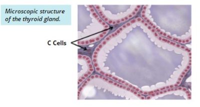 Histological image of the thyroid gland