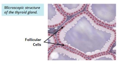 Microscopic structure highlighting C cells