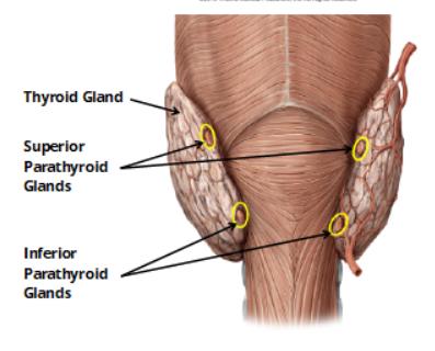 Microscopic structure highlighting follicular cells