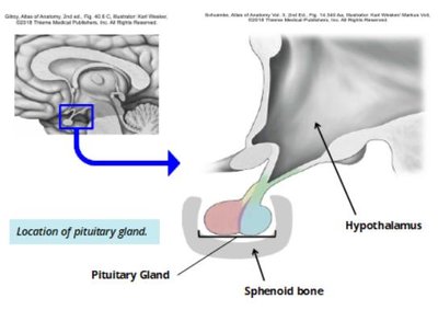 Location of pituitary gland relative to hypothalamus and sphenoid bone
