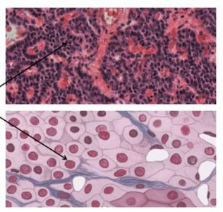 Thyroid and parathyroid glands anatomical location