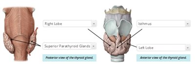 Histological images of C cells, follicular cells, and chief cells
