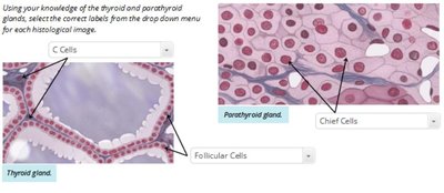 Adrenal gland anatomical location