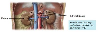 Adrenal gland cortex and medulla