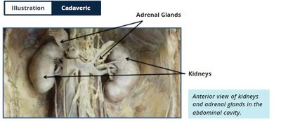 Microscopic illustration and histological image of adrenal cortex