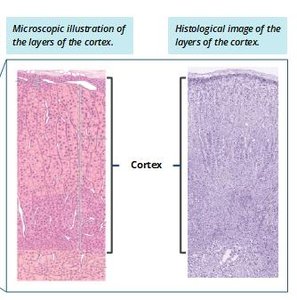 Pancreas anatomical location