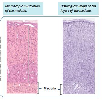 Microscopic structure of the pancreas (endocrine and exocrine cells)
